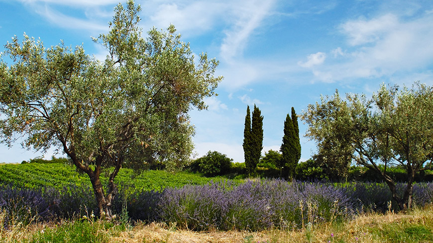 Vue de la campagne marseillaise avec lavande, olivier, vignes et cyprès
